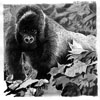 Great Ape