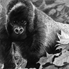 Ape