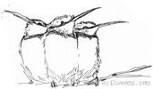 Birdies