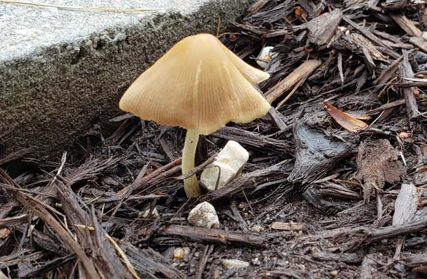 Mushroom in Chesterfield street trash
