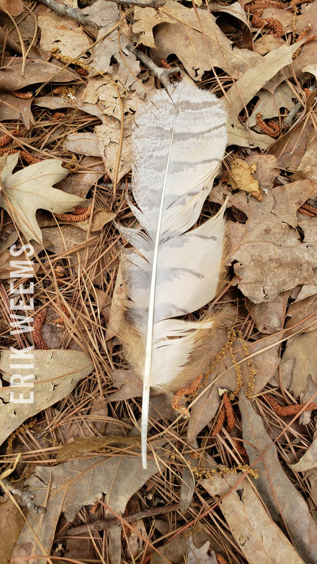 Forest Feather
