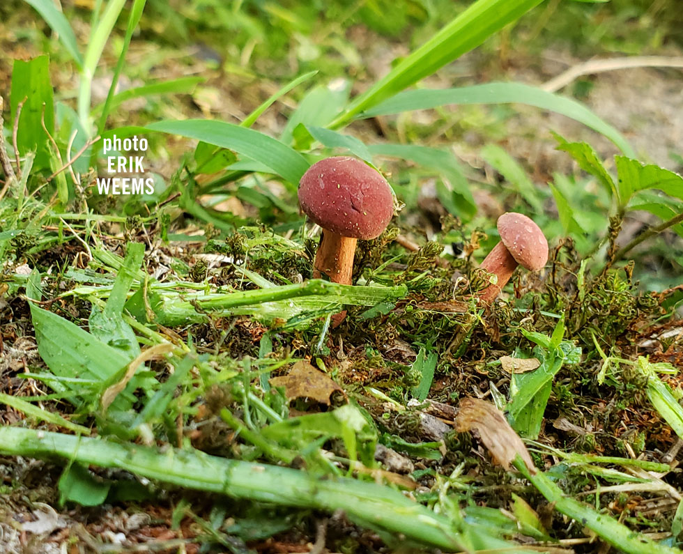 Mushrooms in Chesterfield