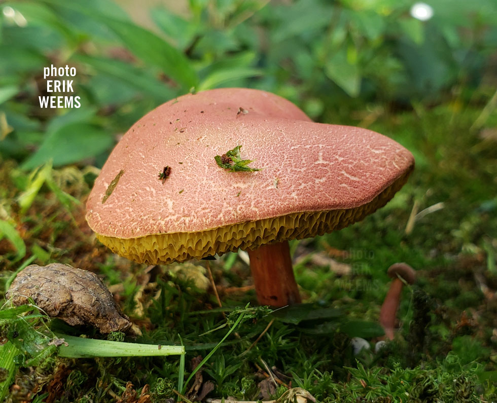 Mushrooms Virginia