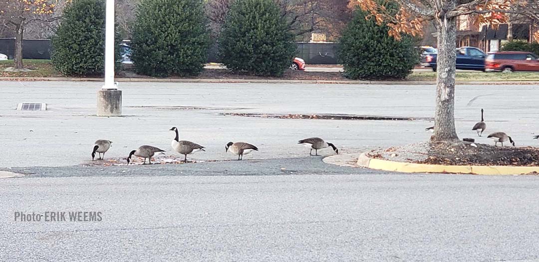 Canadian Geese in Chesterfield Virginia