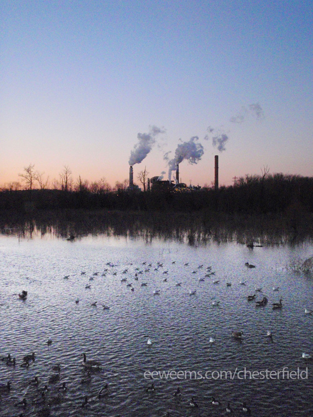 Ducks Geese and Seagulls at the Chesterfield County Power Plant