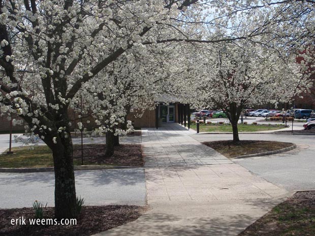 White blossoms at the Central Library, Chesterfield