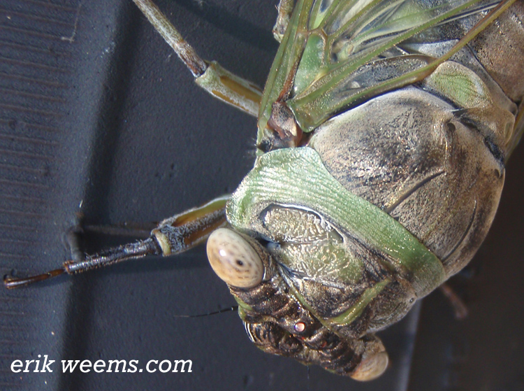 Cicada 2