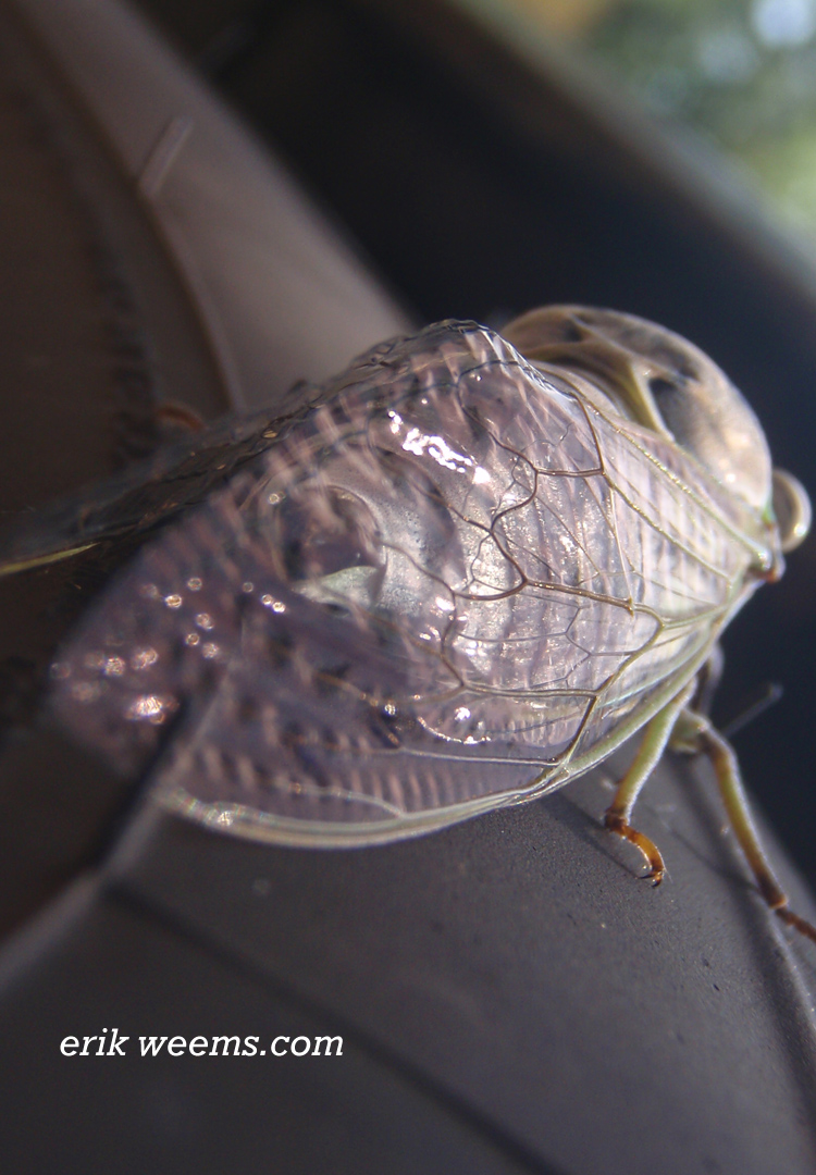 Cicada