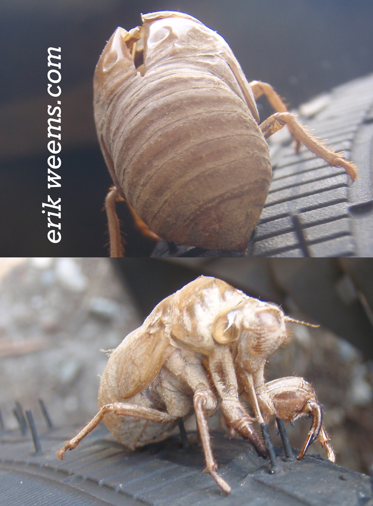 Cicada Husk
