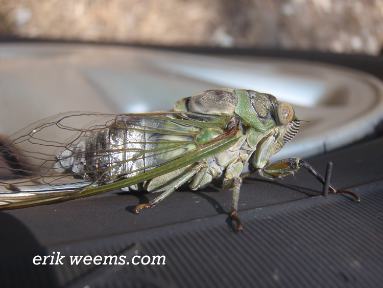 Cicada