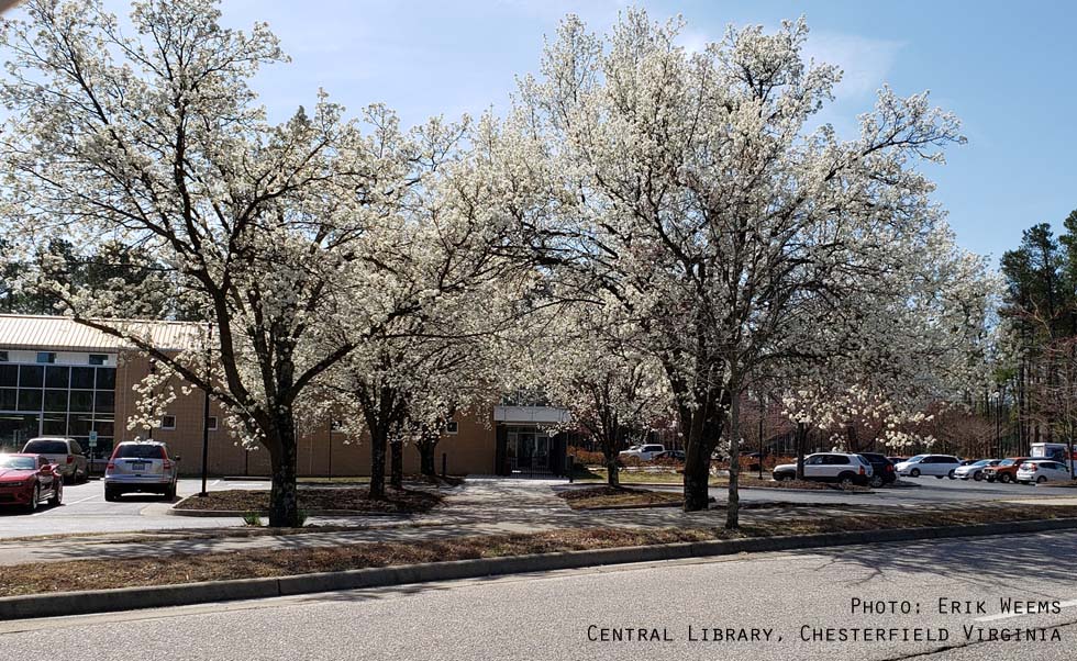 Central Library Chesterfield Virginia