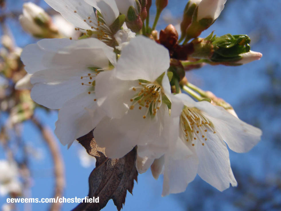 Dogwood Bloom 2 - Chesterfield County Virginia