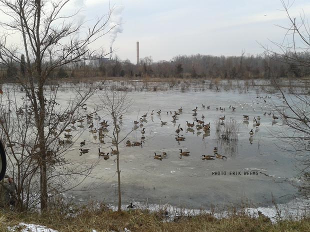 SNow and Geese in the snow and ice in Chestefield - Photo Erik Weems