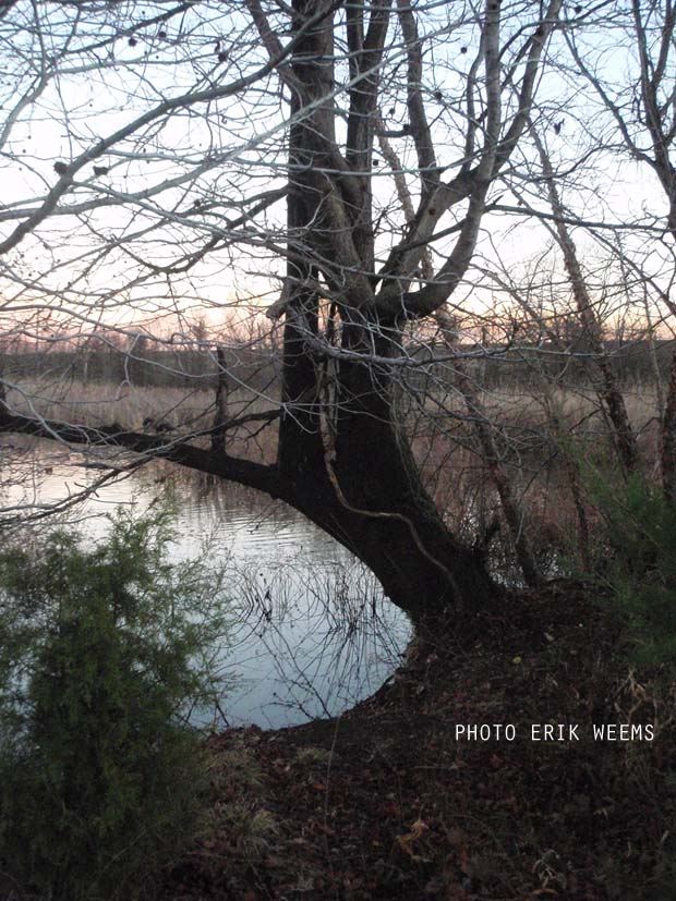 Tree along tidal channel Henricus Chesterfield Virginia