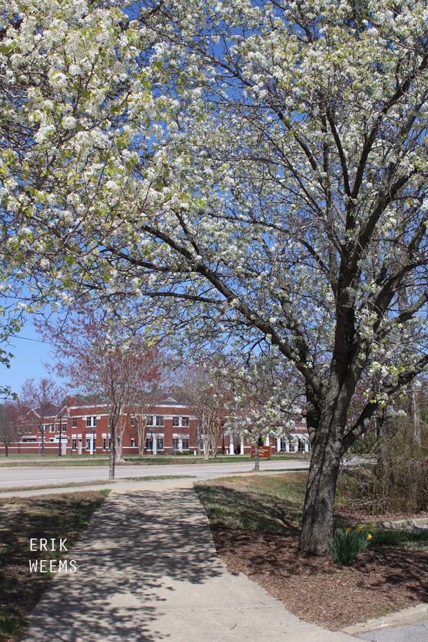 Blossomed White Tree Chesterfield Virginia