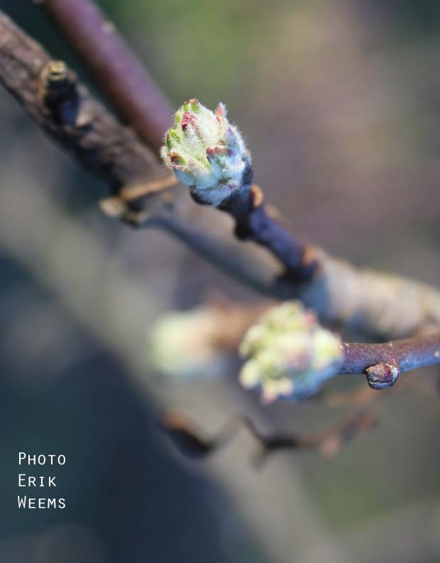 Budding Blooms Chesterfield Virginia