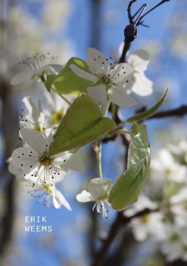 Green White Blossom