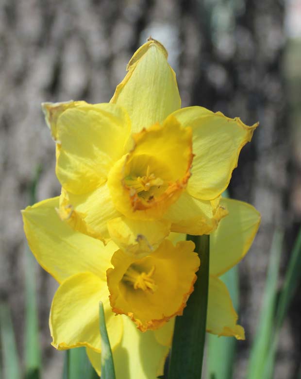 Yellow Flowers