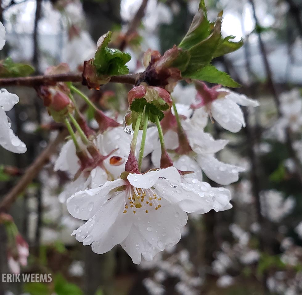 Cherry Tree Blossom