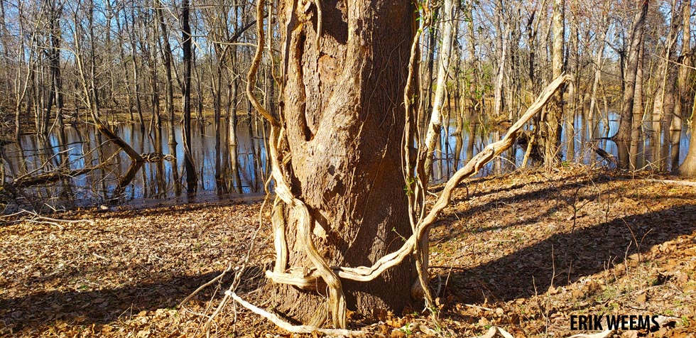 Swamp area Tidal Lagoon Henricus Chesterfield Virginia Photo Erik Weems