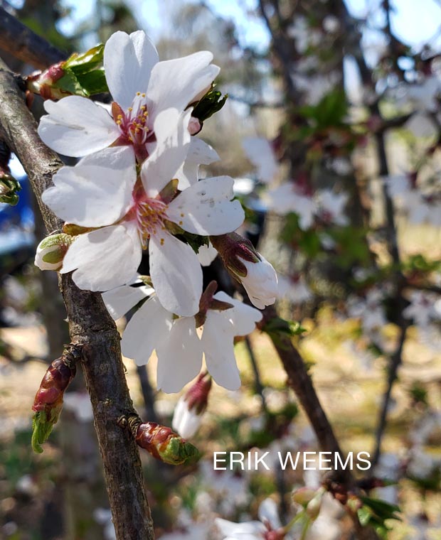 Cherry Tree in Chesterfield