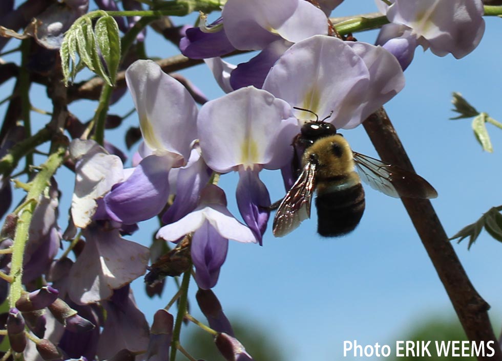 Bee on Wisteria