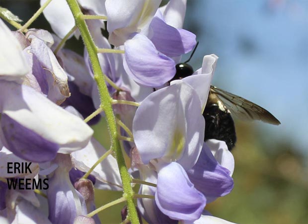 Wisteria