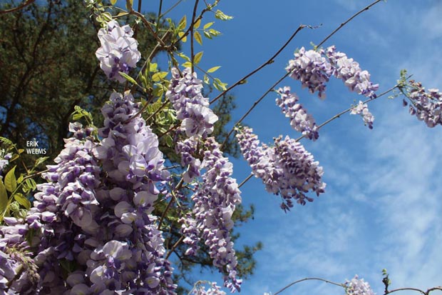 Wisteria