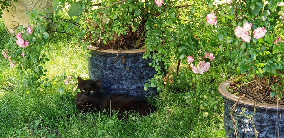 Cats and Plants