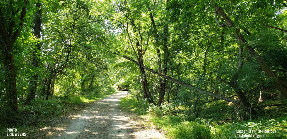 Henricus Lagoon Trail in summer Chesterfield County Virginia