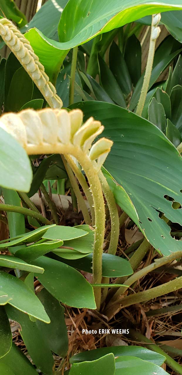 Palm growth Chesterfield VIrginia