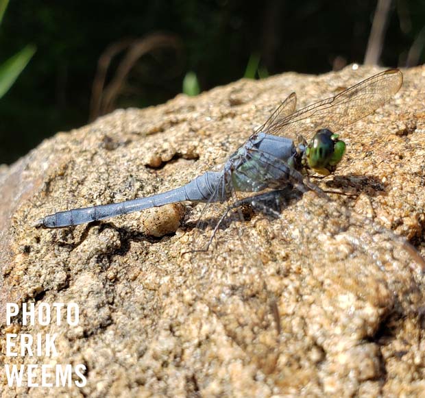 Blue Dragonfly Chesterfield Virginia