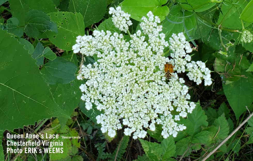 Queen Anne Lace Chesterfield Virginia Summer