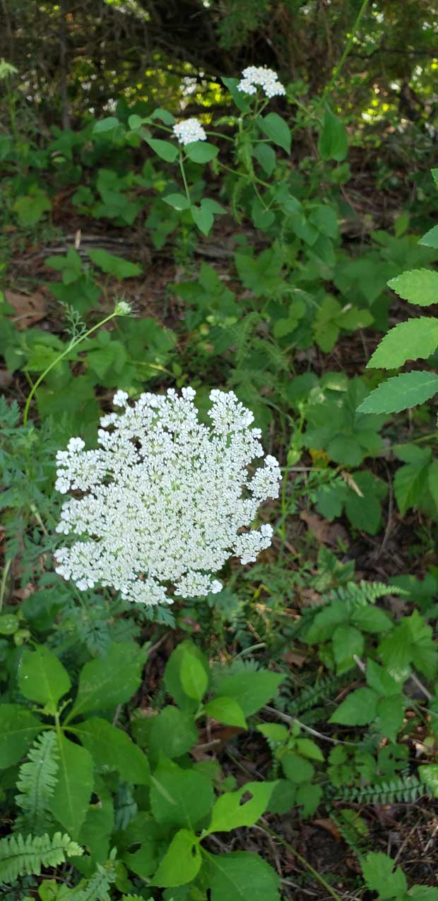 Queen Anne Lace