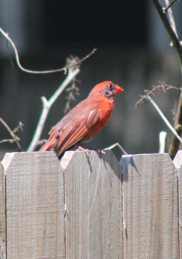 Cardinal