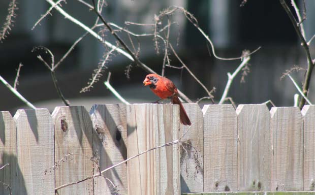 Red Cardinal