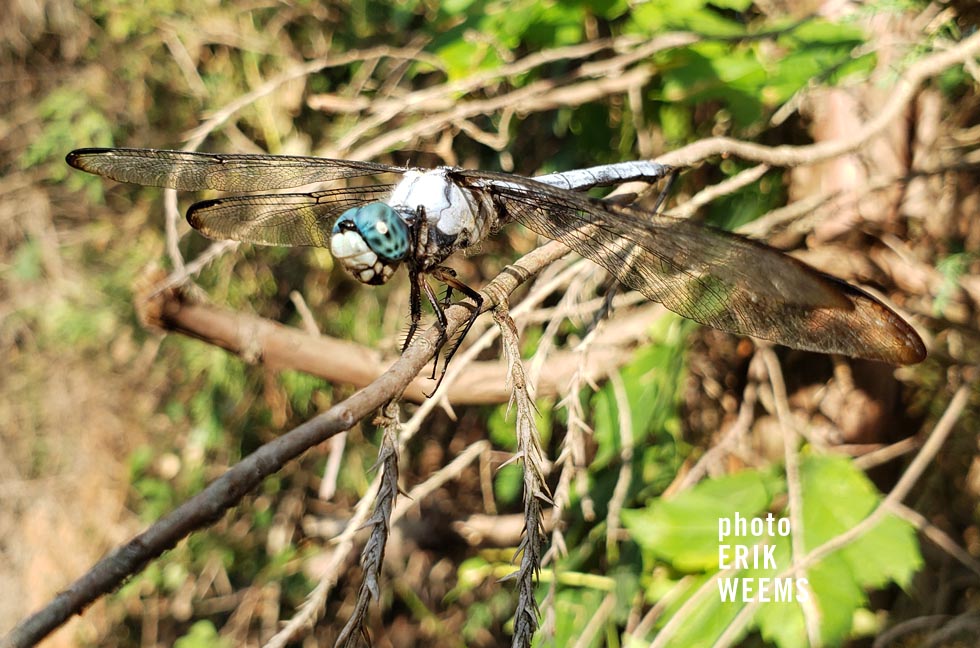 Dragonfly Virginia Chesterfield