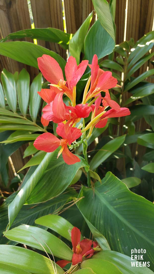 Flowers and Palms Chesterfield Virginia