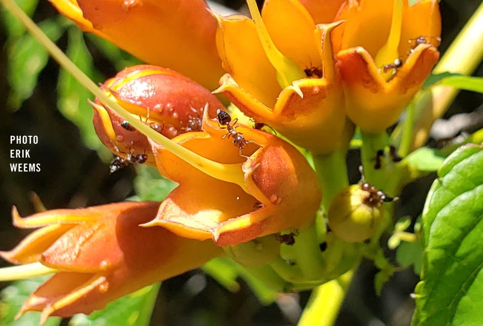 Ants on Trumpet Vine Chesterfield Virginia