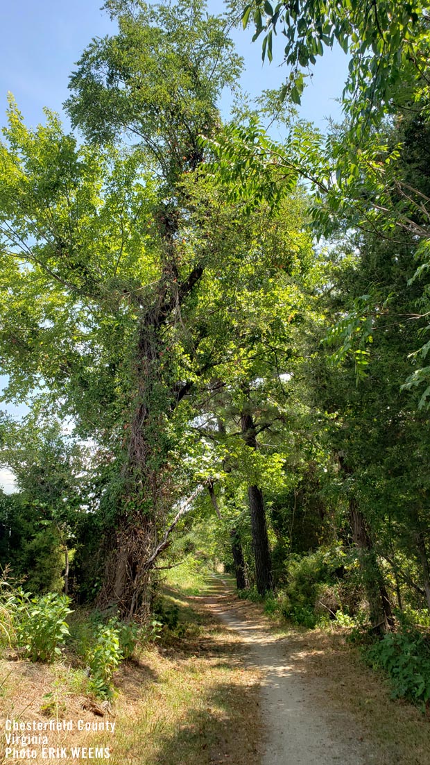 Forest trail in Chesterfield Virginia