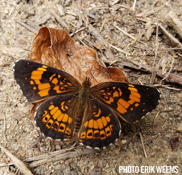 Butterfly in Chesterfield Woods August 2019