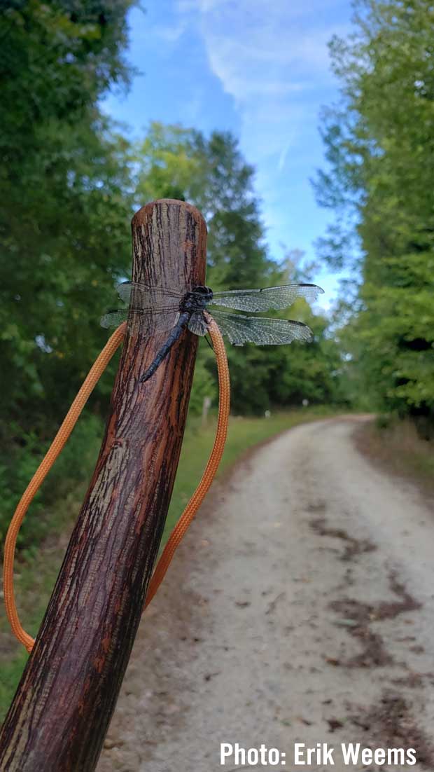 Dragonfly Photo by Erik Weems