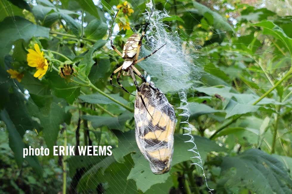 Spider and captured Butterfly