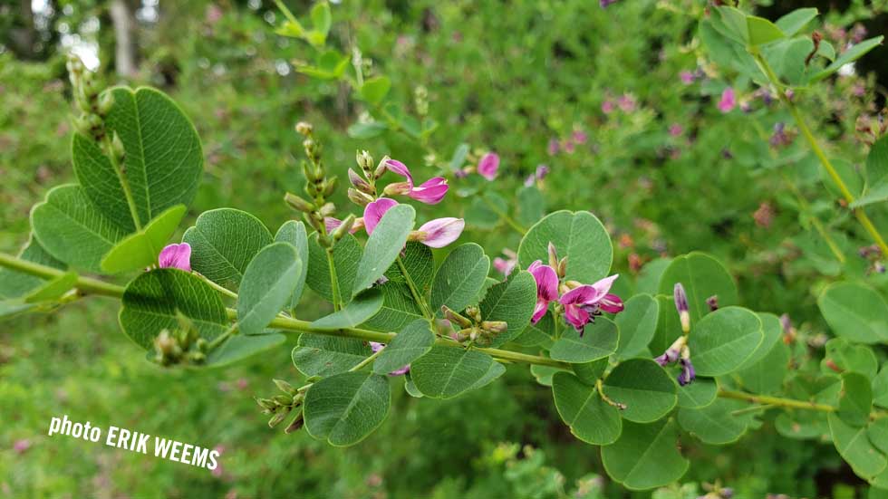 Purple wild flower