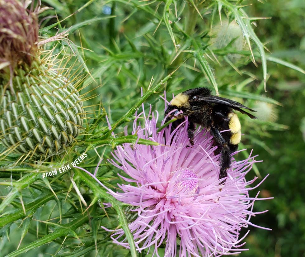 Bee Chesterfield County September 019