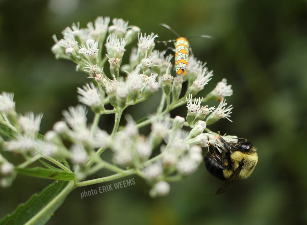 Bee and Bug in Chesterfield Virginia