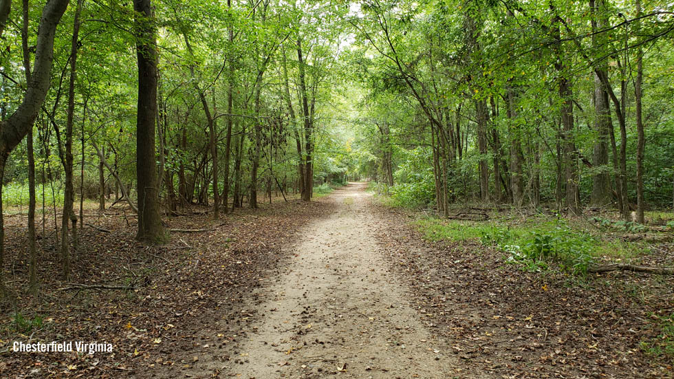 Forest in Chesterfield Virginia