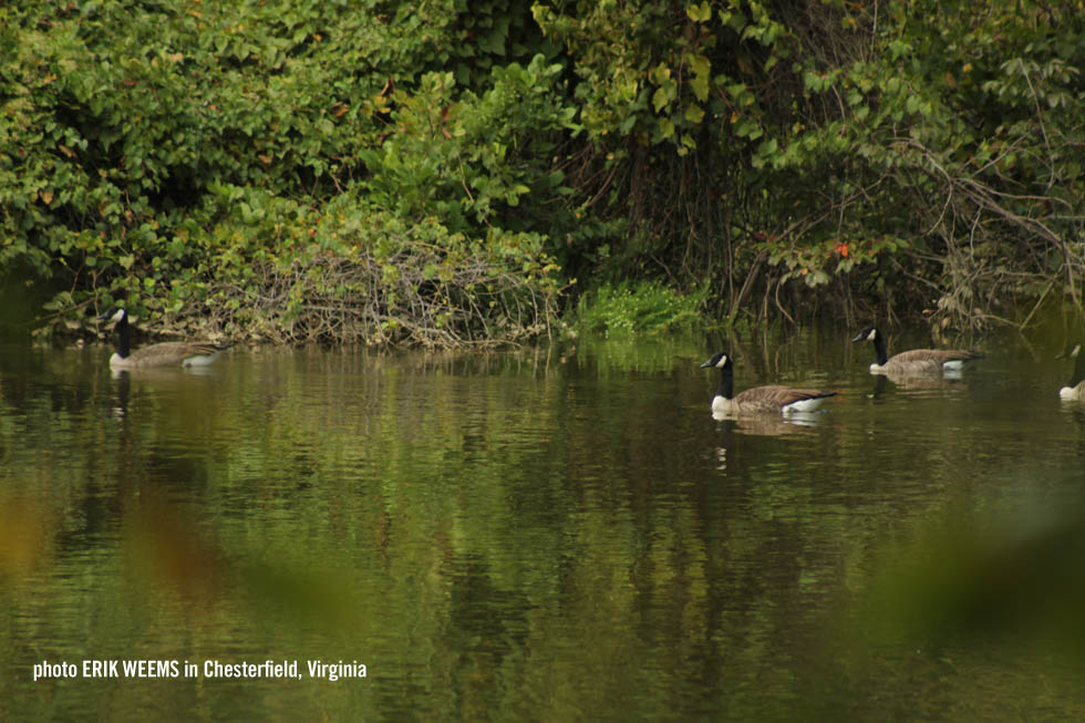 Geese in Chesterfield Virginia