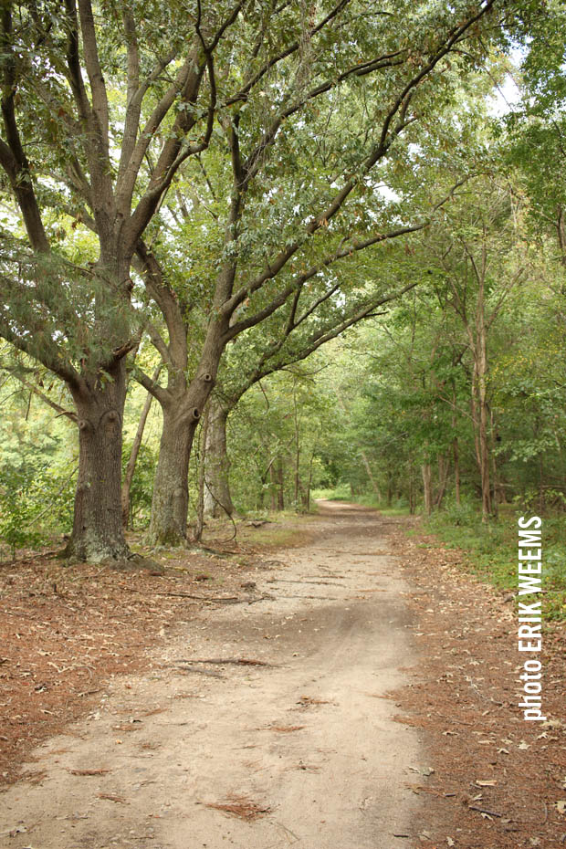 Pathways in the Chesterfield forest