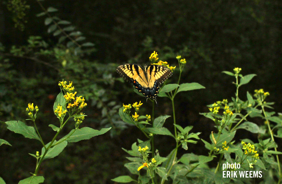 Yellow and Blue butterfly in Chesterfield